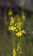 Imagem de Bulbine glauca (Raf.) E. M. Watson