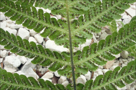 Image of beechfern