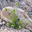 Image of Echinaria capitata (L.) Desf.