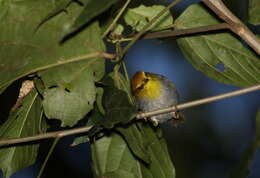 Image of Yellow-throated Warbler