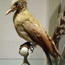 Image of Cream-colored Woodpecker
