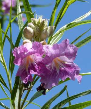 Image of desert willow