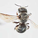 Image of Osmia leaiana (Kirby 1802)