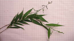 Image of smallcane