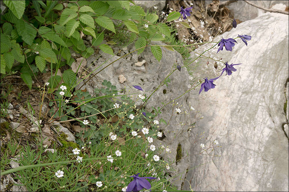 Image of Einsele's columbine