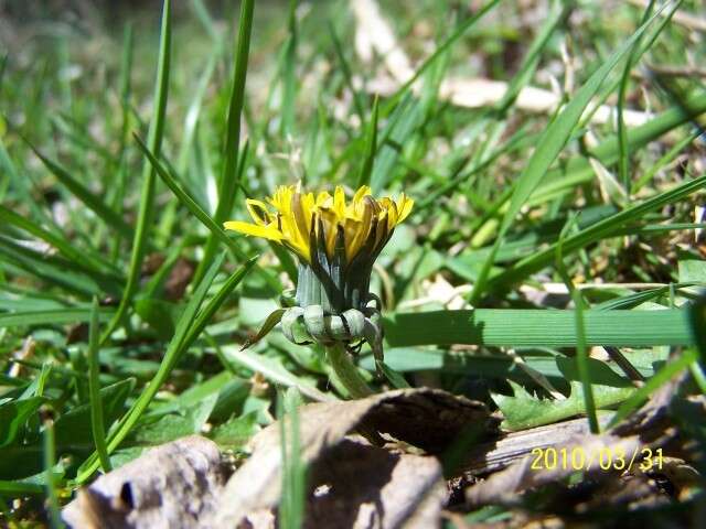 Image of Common Dandelion