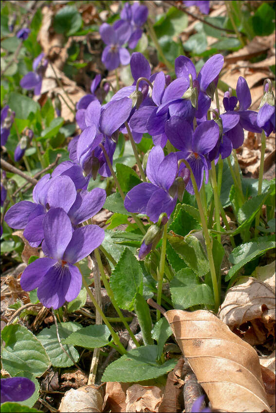 Image de Viola pyrenaica Ramond ex DC.