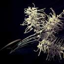 Image of Grevillea parallela Knight