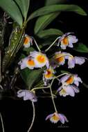 صورة Dendrobium farmeri Paxton