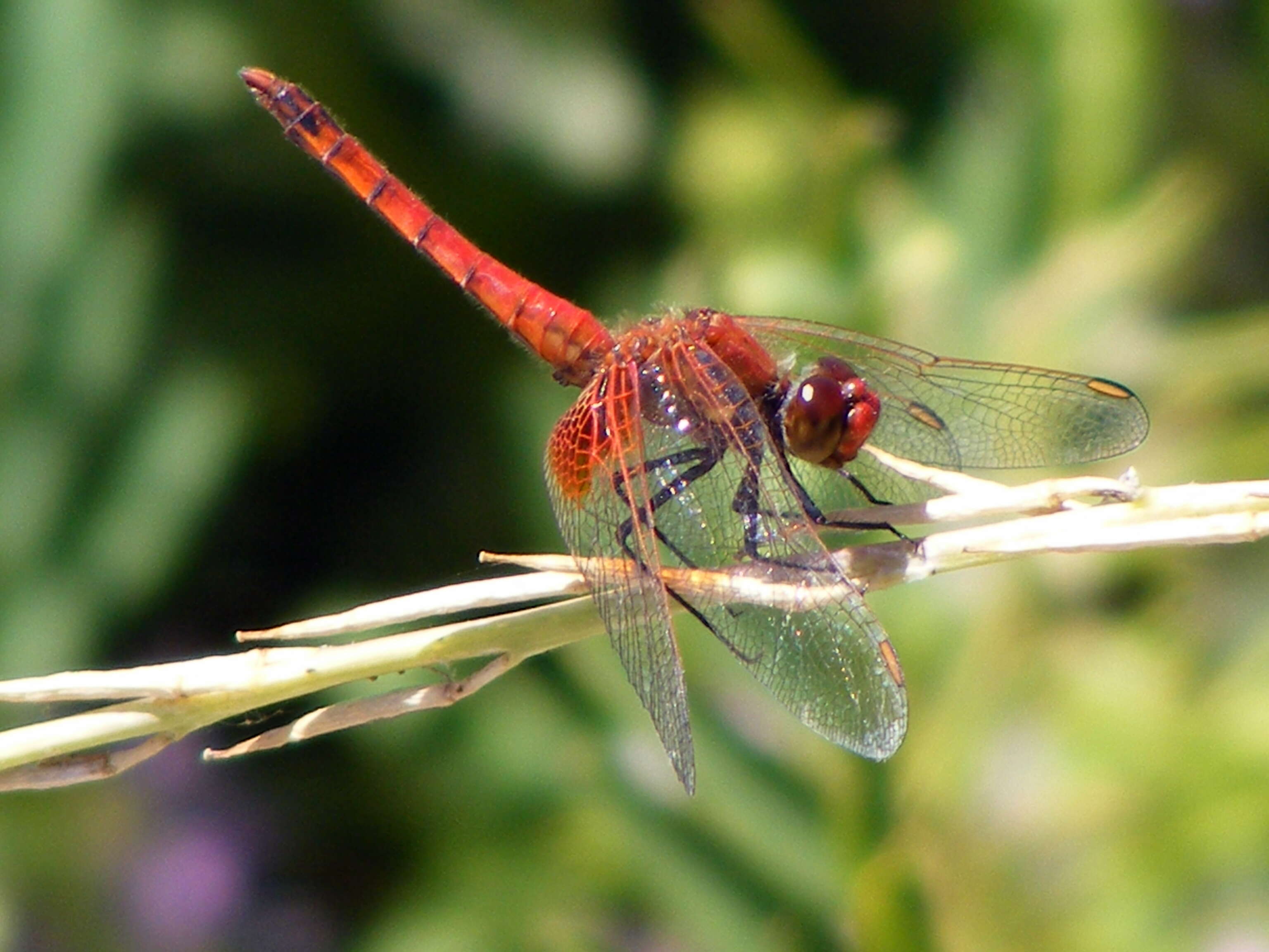 Слика од Erythrodiplax corallina (Brauer 1865)