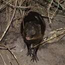 Image of Marsh Mongoose
