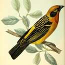 Image of Tangara arthus pulchra (Tschudi 1844)