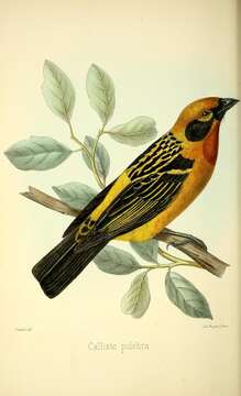 Image of Golden Tanager