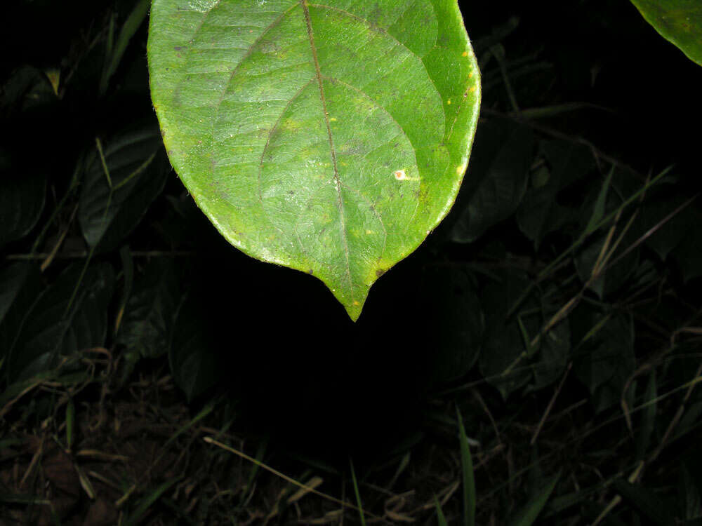 Image of Combretum graciliflorum C. A. Stace