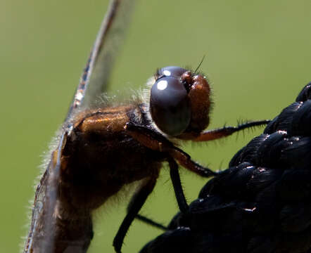 Image of Libellula Linnaeus 1758