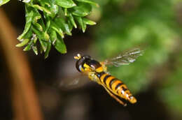 Image of Sphaerophoria macrogaster (Thomson 1869)