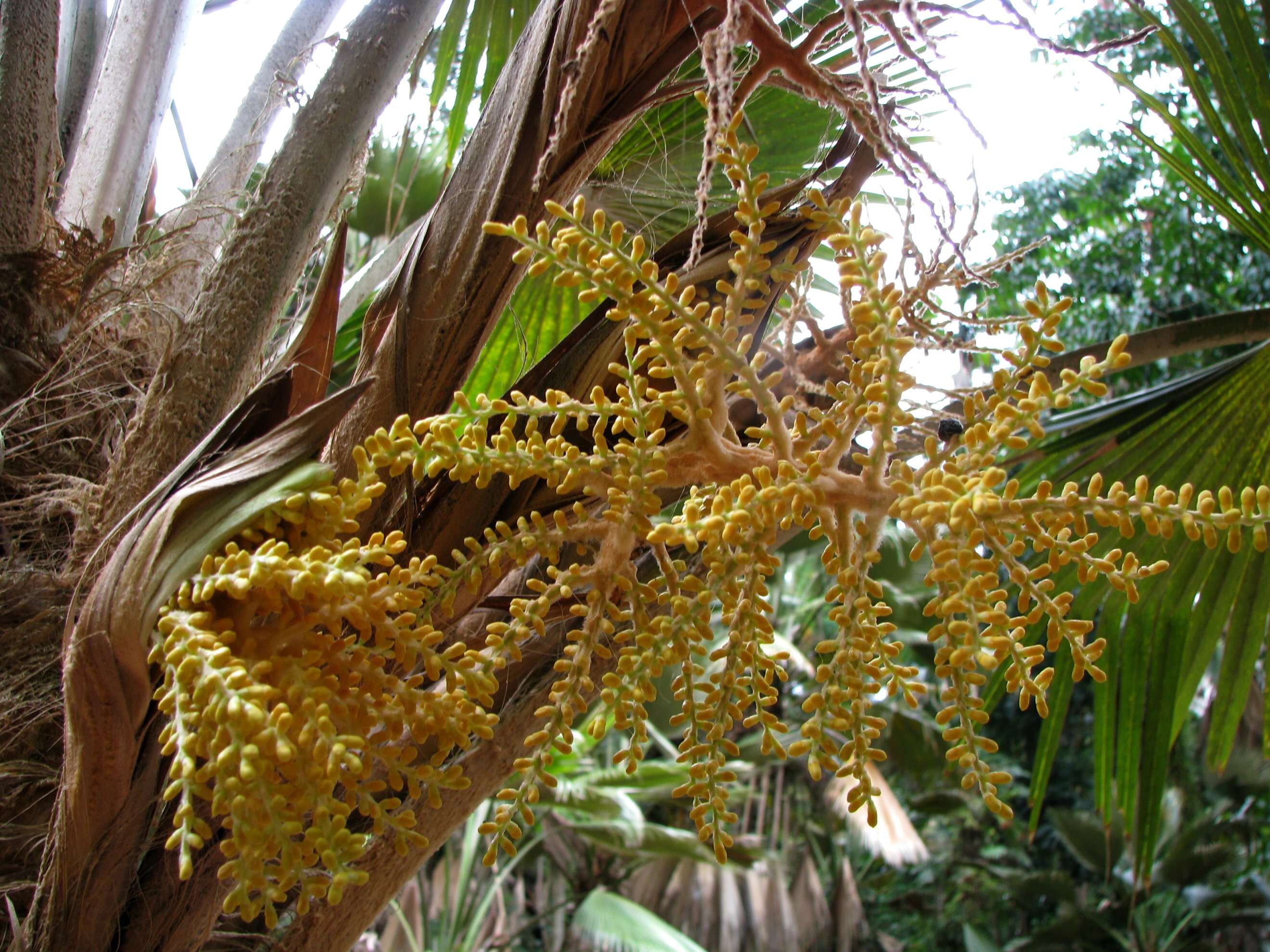 Image of Alakai Swamp Pritchardia