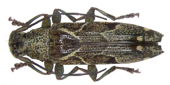 Image of Tmesisternus