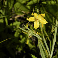 Image of fourflower yellow loosestrife
