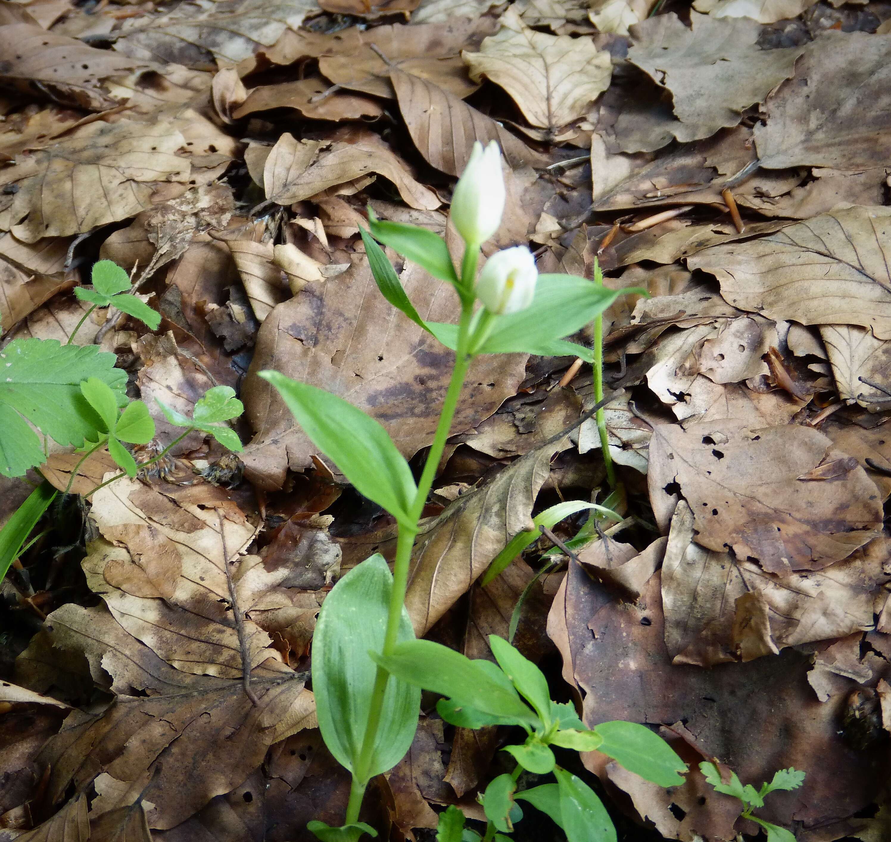 Image of cephalanthera