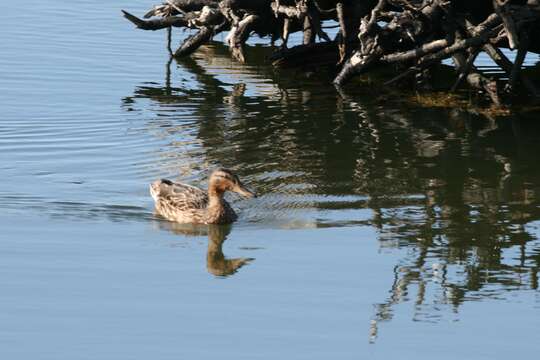 Image of Common Mallard