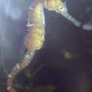 Image of Tiger Snout Seahorse