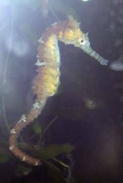 Image of Tiger Snout Seahorse