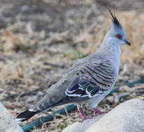 Image of Columbidae