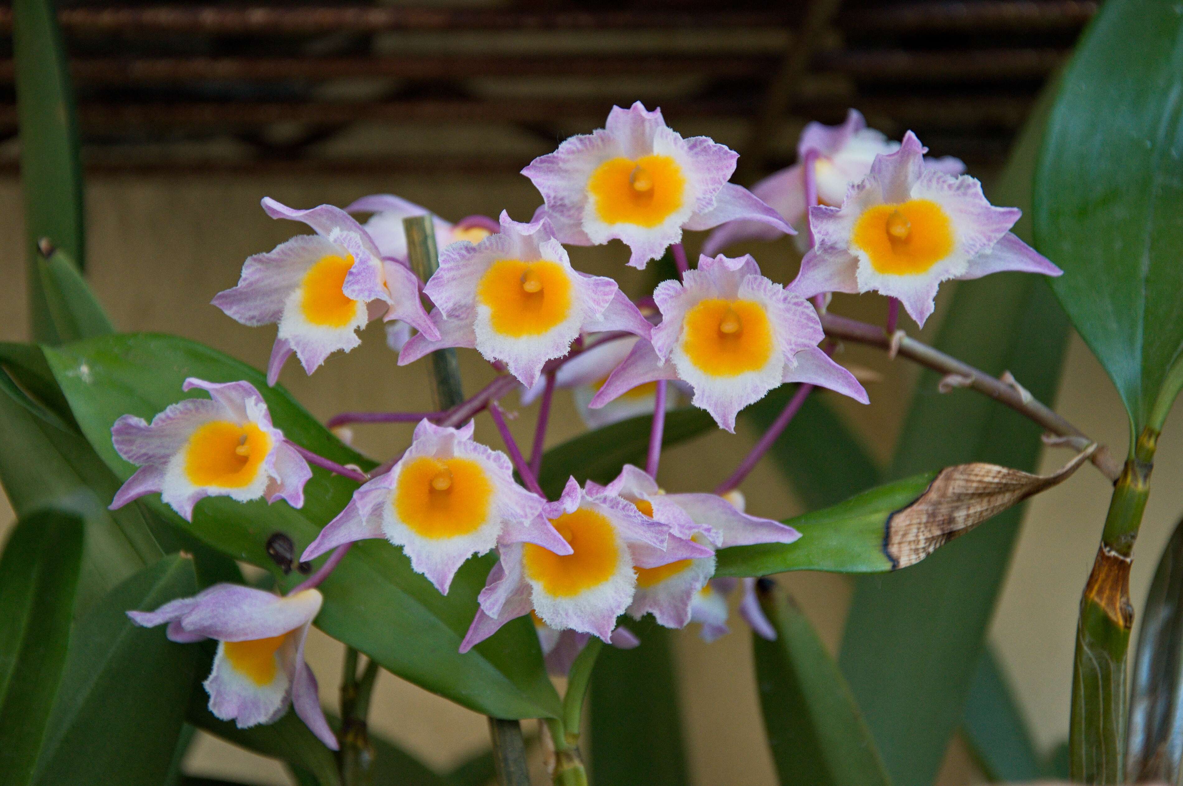 Image of Dendrobium farmeri Paxton