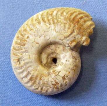 Image of Ammonites