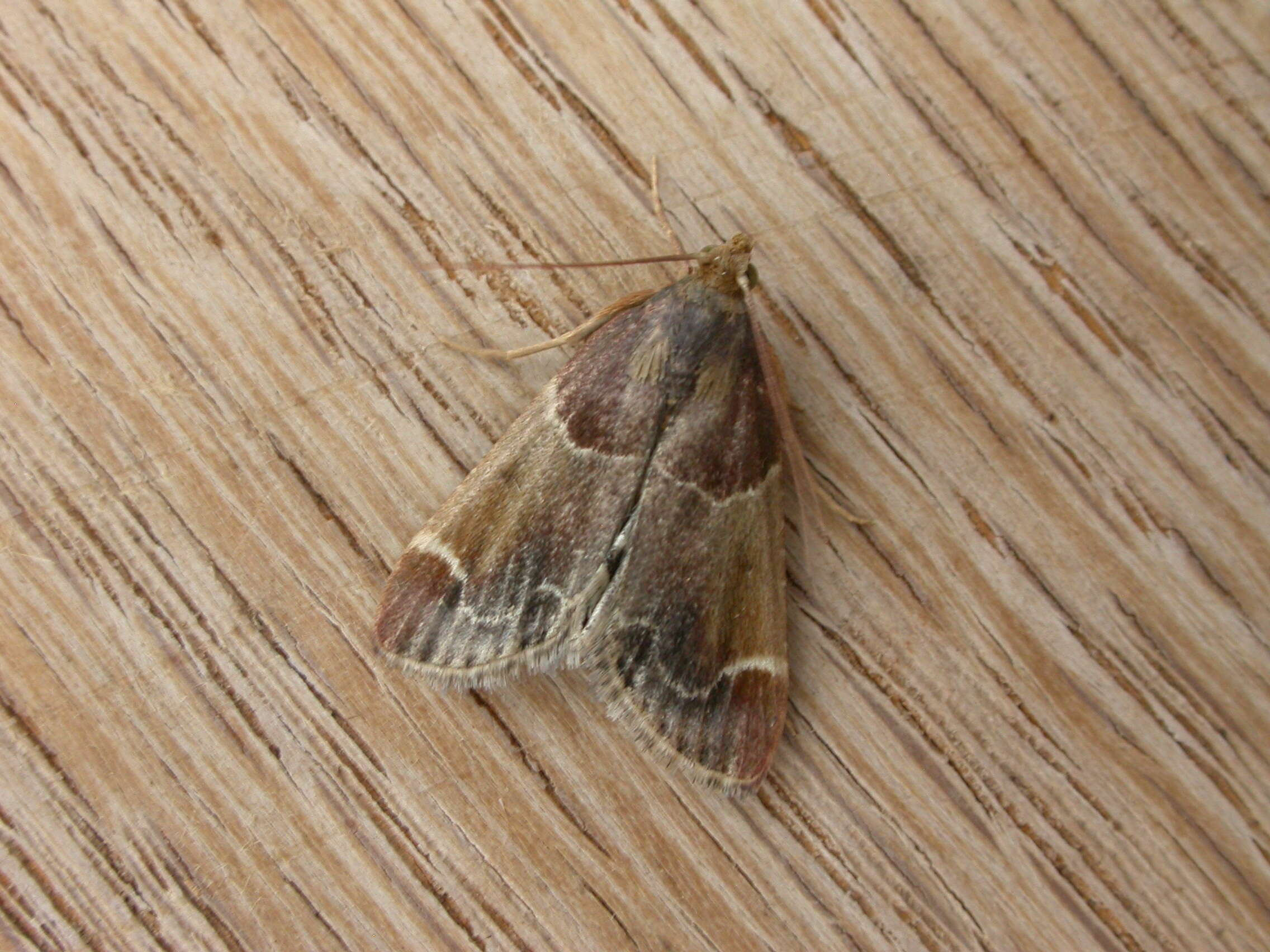 Image of Meal Moth