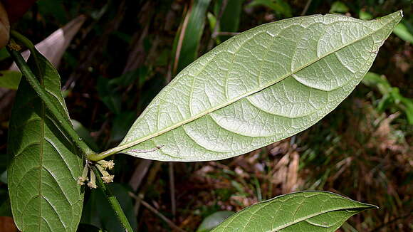 Image of Rubiaceae