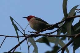 Image of Scarlet Honeyeater