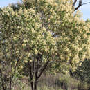 Acacia platycarpa F. Muell. resmi