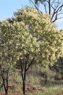 Image of Acacia platycarpa F. Muell.
