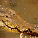 Слика од Ориночки крокодил