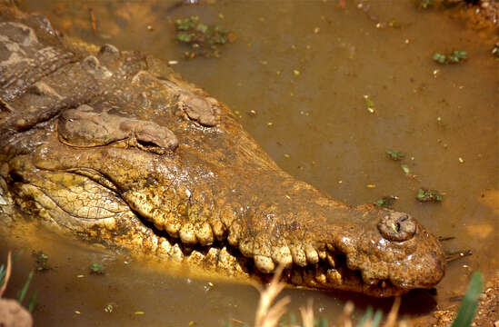 Image of Orinoco Crocodile