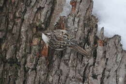 Image of treecreepers