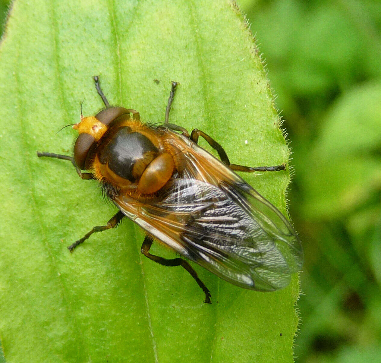 Image of Volucella