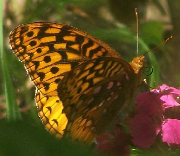 Image of Greater Fritillaries