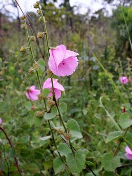 Image of Pavonia grandiflora A. St.-Hil.