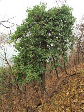 Image of English ivy