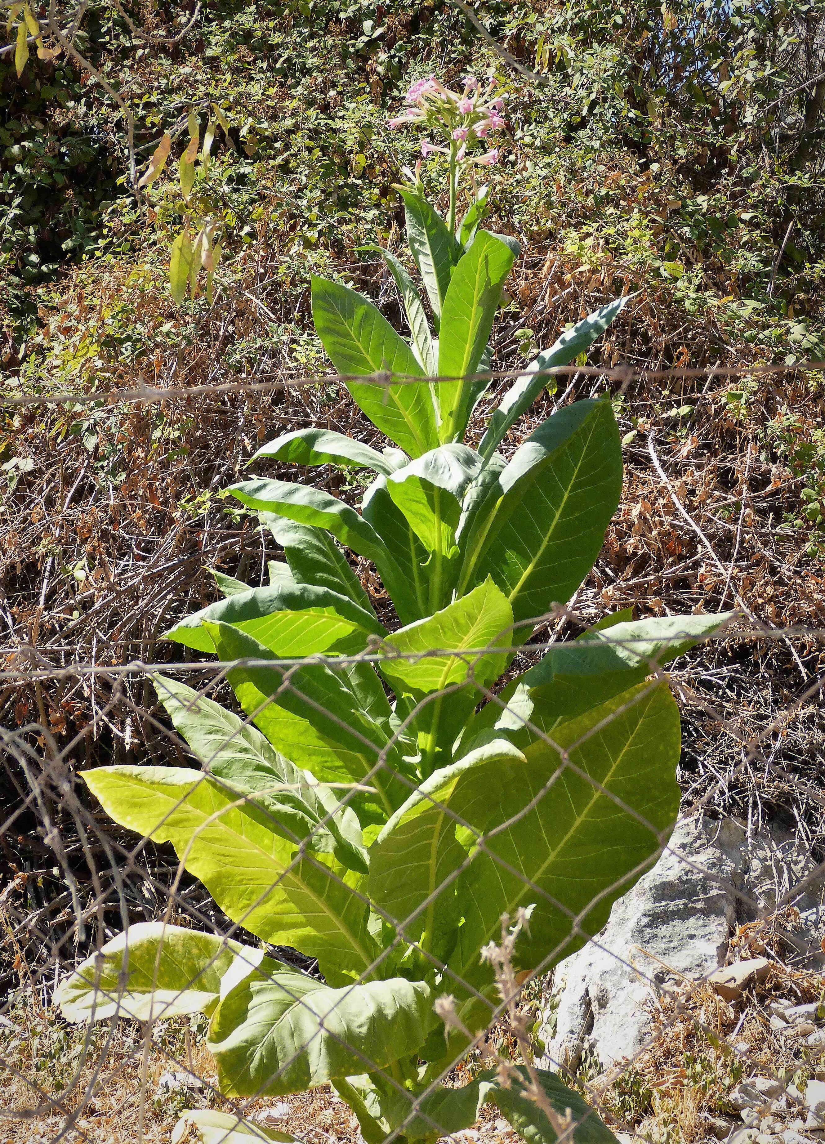 Image of tobacco