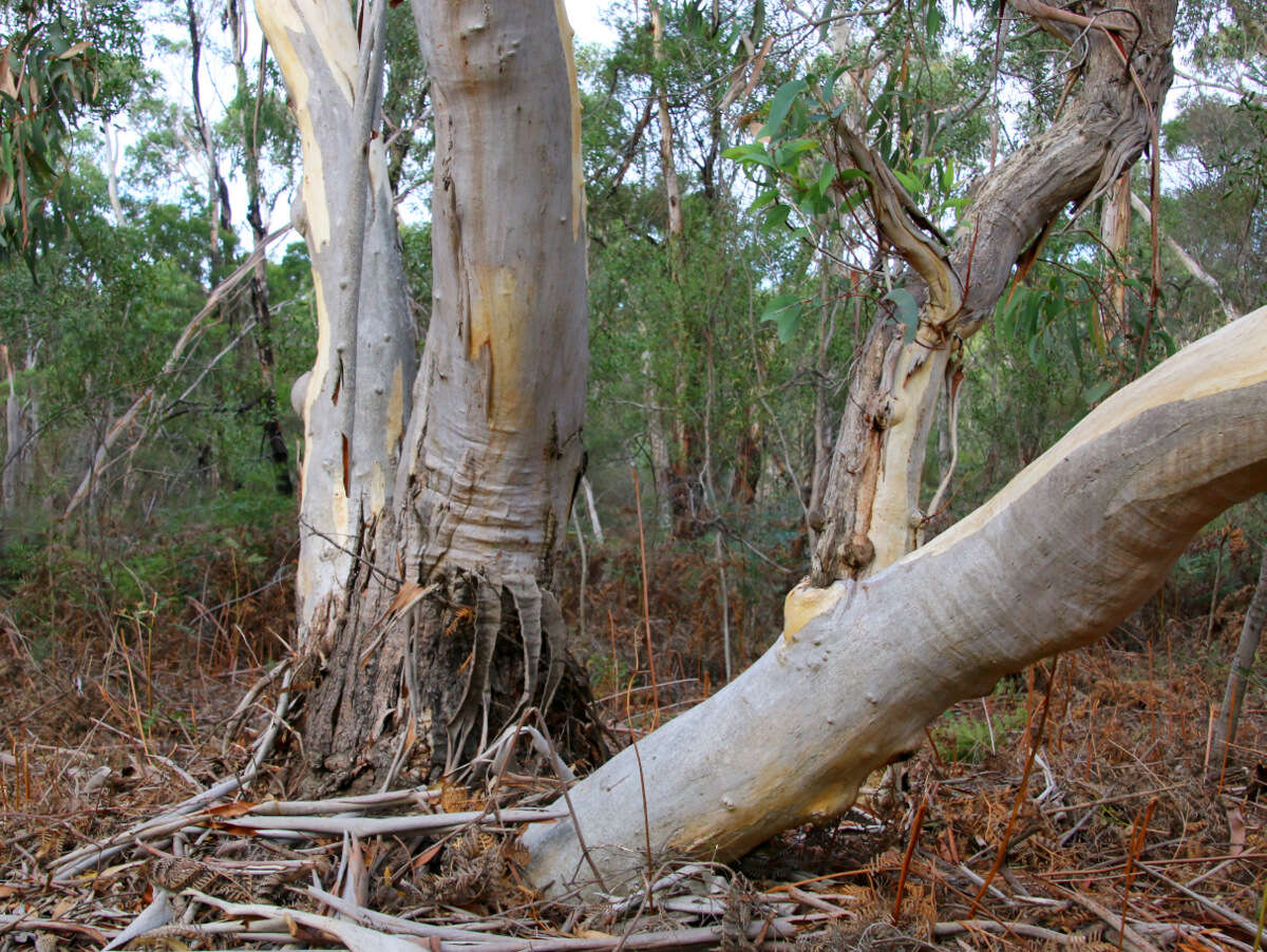 Imagem de Eucalyptus pauciflora Sieber ex Spreng.