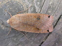 Image of Large Yellow Underwing