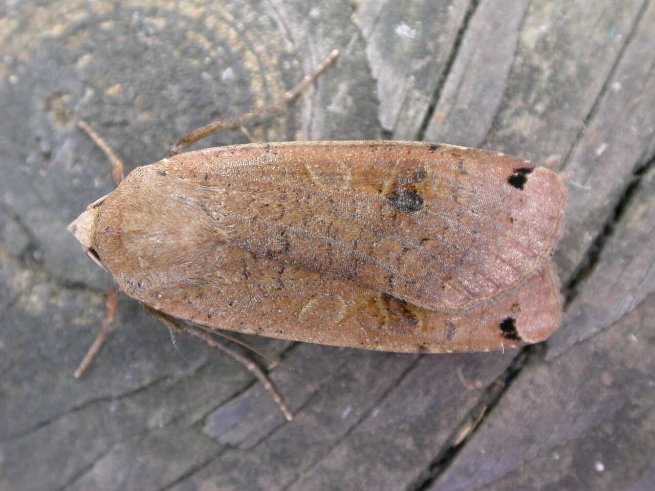 Image of Large Yellow Underwing