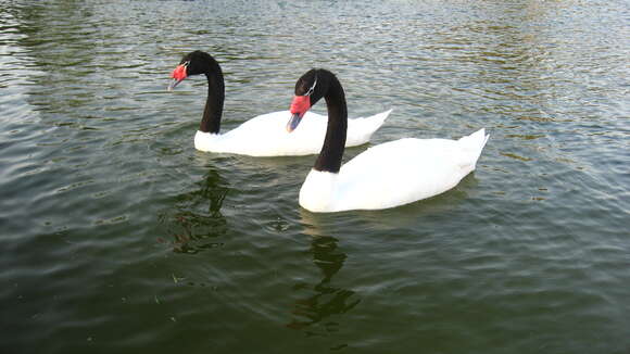 Image of Black-necked Swan