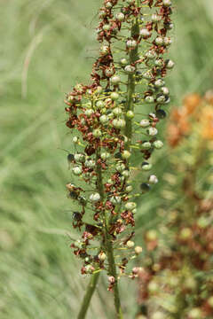 Plancia ëd Eremurus stenophyllus (Boiss. & Buhse) Baker