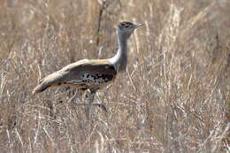 Image of Australian Bustard