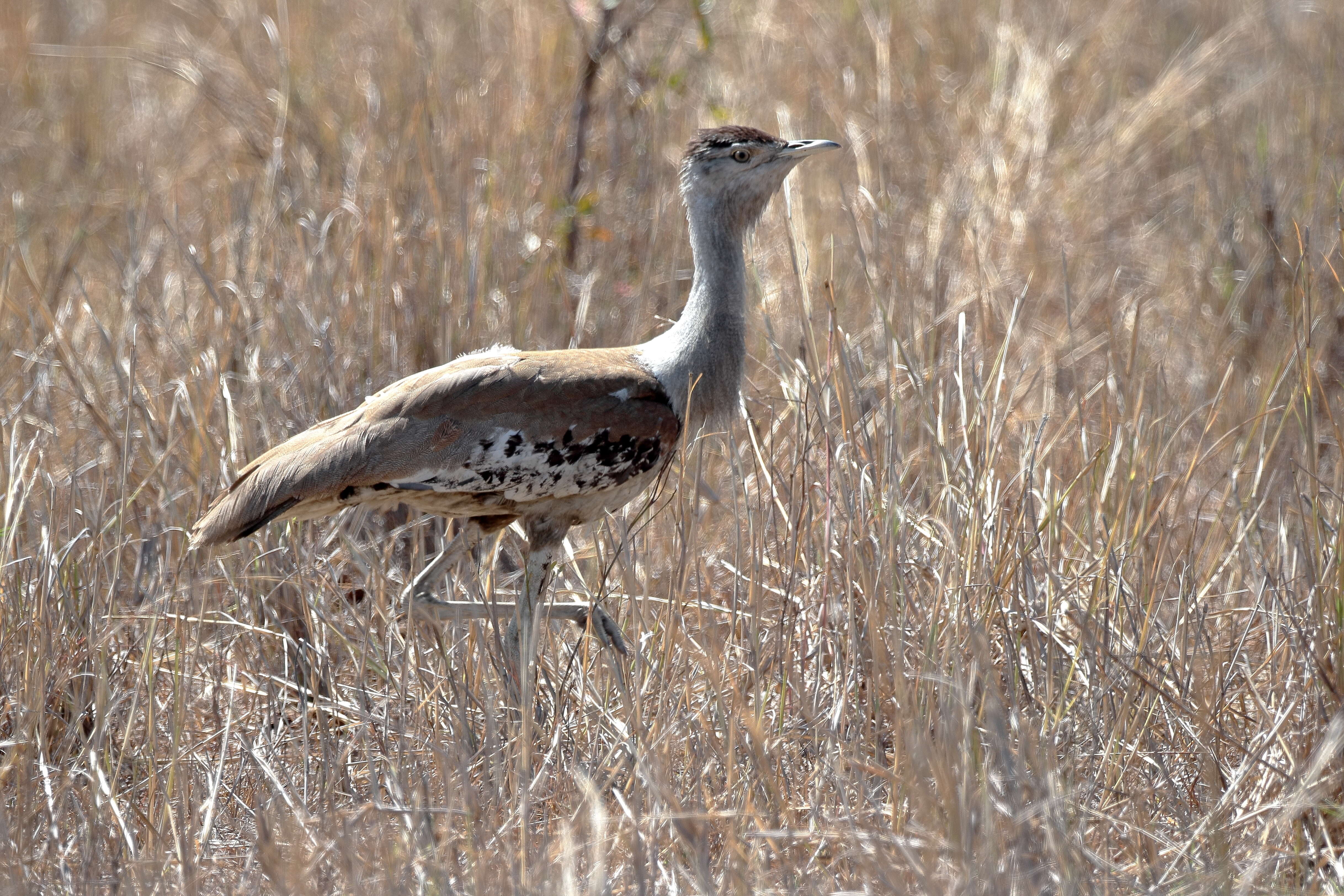 Image of Great Indian bustard